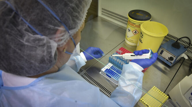 Una profesional sanitaria analiza una muestra PCR de coronavirus en el laboratorio del Hospital Virgen del Rocío.