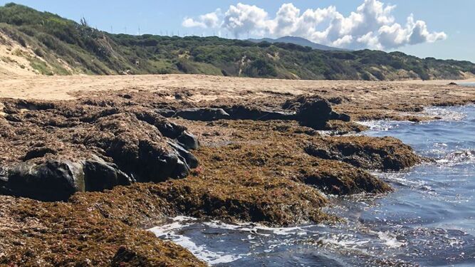 La zona de Punta Paloma, cubierta de algas.