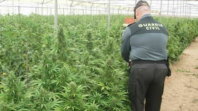 Una plantación ilegal de marihuana