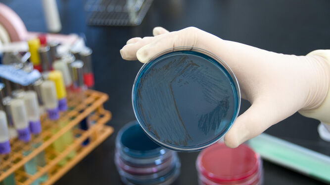Un microbiólogo examina muestras para detectar la presencia de salmonela.