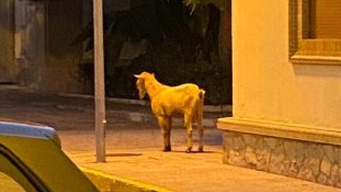 La cabra, suelta junto al parque del Paseo de la Conferencia, en Algeciras.