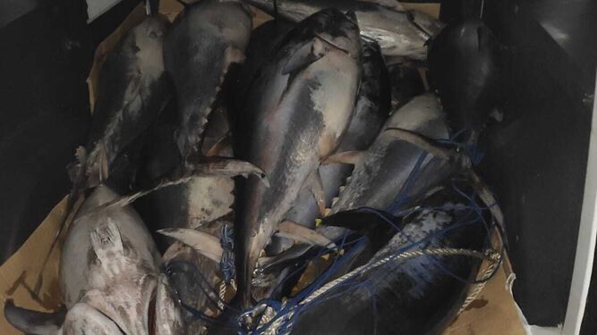 Los atunes recuperados por el operativo en Tarifa.
