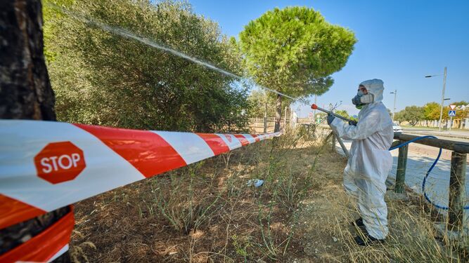 Un trabajador fumiga una zona verde en Puerto Real dentro de las actuaciones contra el virus del Nilo.