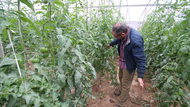 Cultivo de tomate en Cabo de Gata