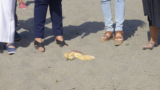 Fotos de la suelta de tortugas bobas en la playa del El Burgo