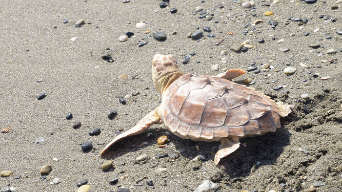Fotos de la suelta de tortugas bobas en la playa del El Burgo