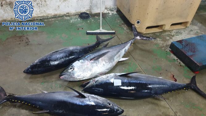 Los cuatro atunes rojos decomisados