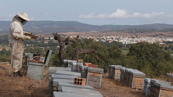José Alconchel cuida de sus abejas con Los Barrios como telón de fondo.