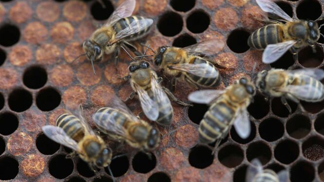 El arte de la apicultura en Los Barrios