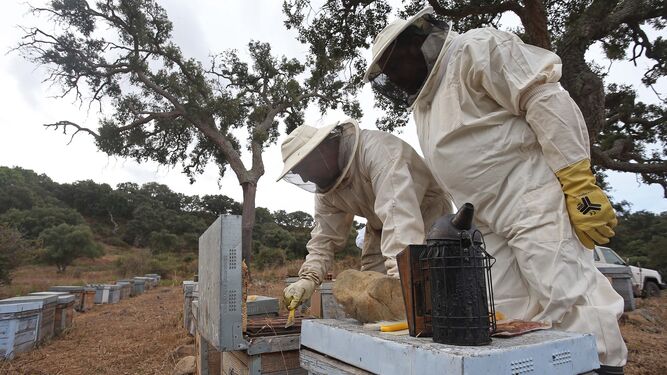 El arte de la apicultura en Los Barrios
