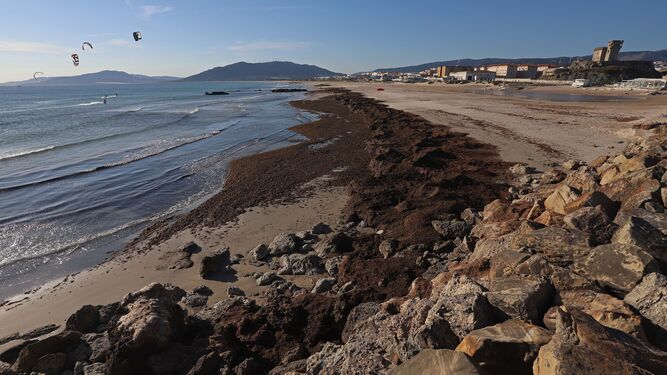 Un manto de algas cubre la playa de Los Lances, en Tarifa.