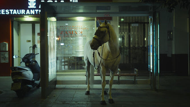 Un caballo blanco esperando el 31, en una imagen de 'Nueve Sevillas'.