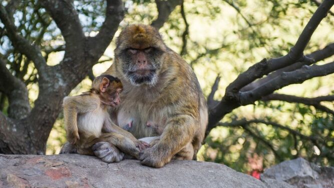 Dos macacos, en el peñón de Gibraltar.