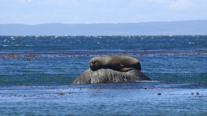 Un lobo marino descansa tomando el sol sobre una roca en pleno Estrecho de Magallanes.