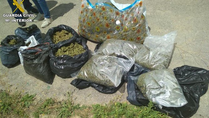 Bolsas llenas de cogollos de marihuana listas para su distribución.