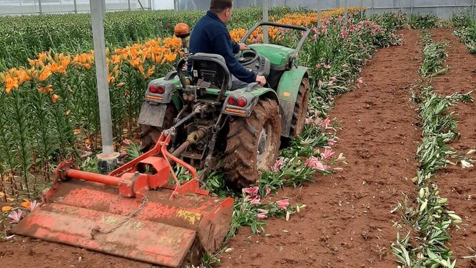 Un agricultor de Chipiona destrozando flores para su retirada del mercado como consecuencia de la crisis del coronavirus.