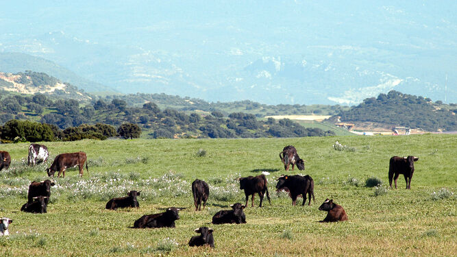 Asaja Cádiz está en contra de las tarifas planas en agricultura y ganadería.