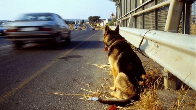 Un perro abandonado en una carretera.