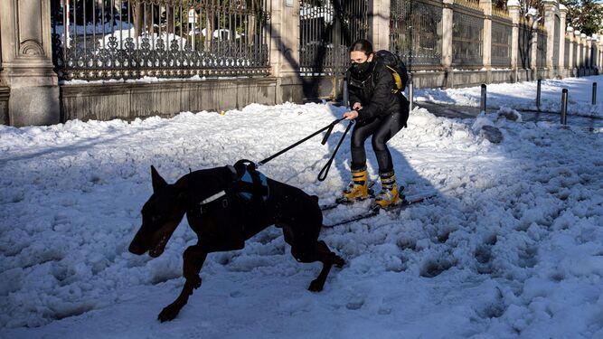 Una mujer esquía en el centro de Madrid arrastrada por su perro.