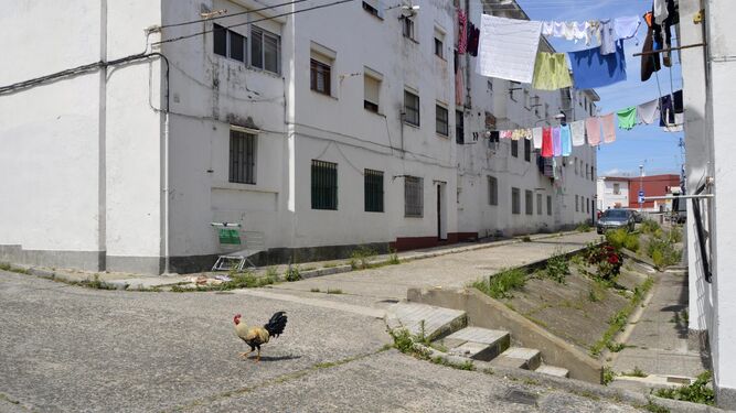 Un gallo paseando por la  calle Duero, entre los  pisos.