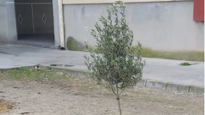 Uno de los olivos, en su nueva ubicación, en La Línea
