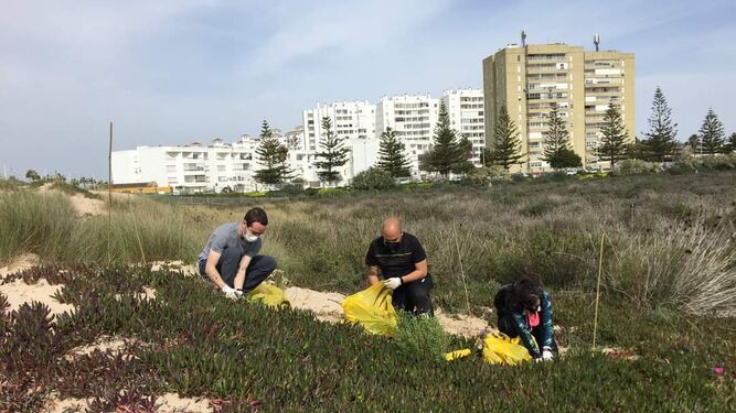 Voluntarios retiran la planta invasora de la playa de Levante.