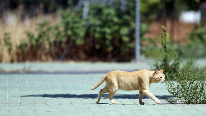 Imagen de archivo de un gato callejero.