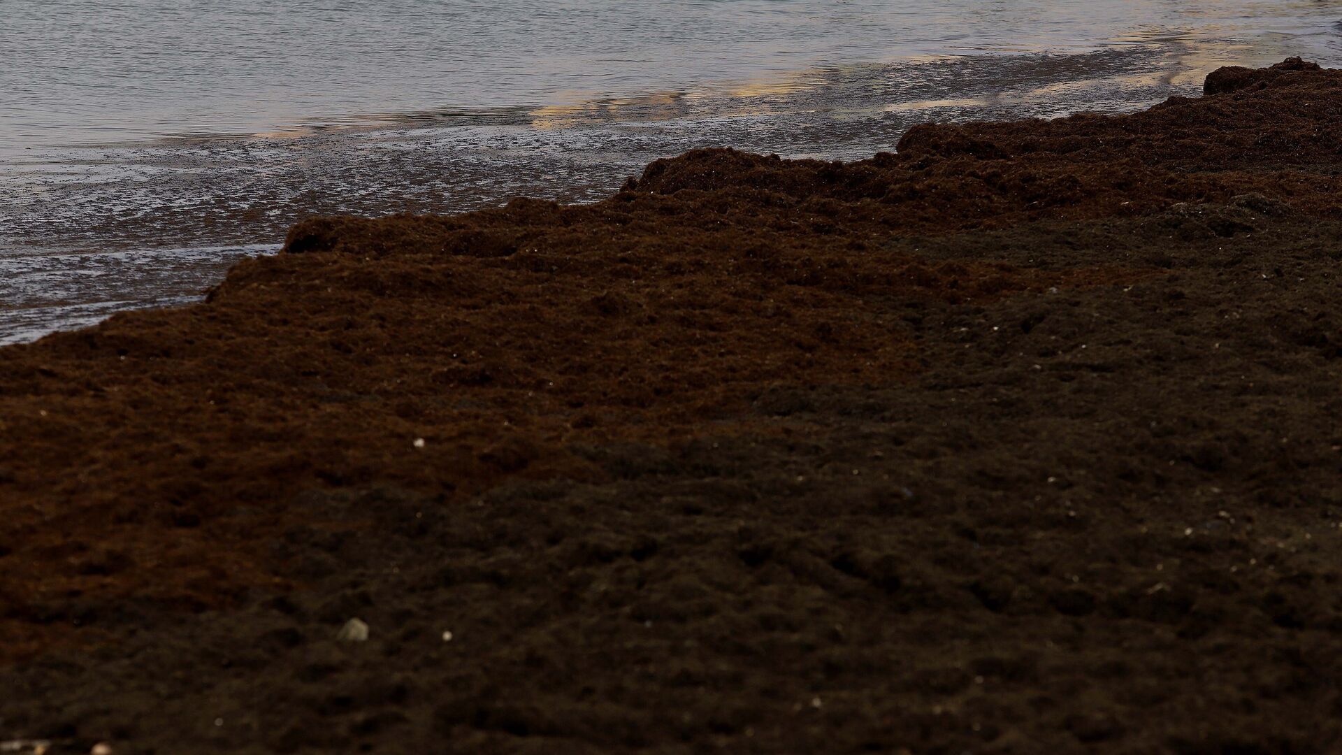 Retirada de alga asi&aacute;tica de la playa de Poniente en La L&iacute;nea