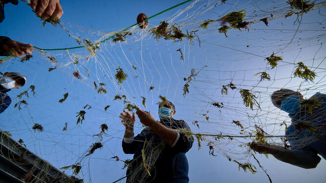Pescadores quitando alga asiática de sus redes.