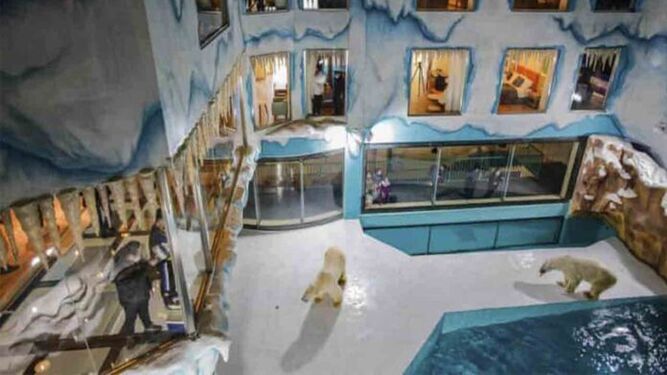 Inauguran un hotel con osos polares para entretener a los huéspedes