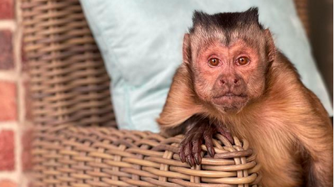 Este mono tiene más de 14 millones de seguidores y ahora entenderás por qué