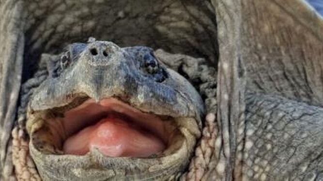 Encuentran en Andalucía una tortuga mordedora peligrosa