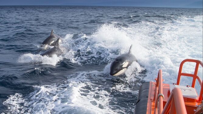 Un grupo de orcas sigue a una embarcación.