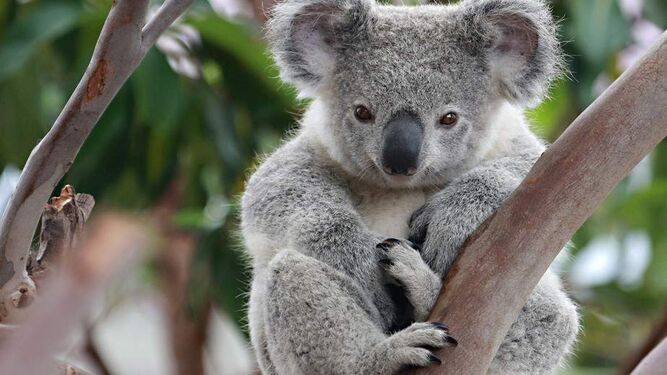 Australia quiere crear un "súper koala" libre de enfermedades mortales