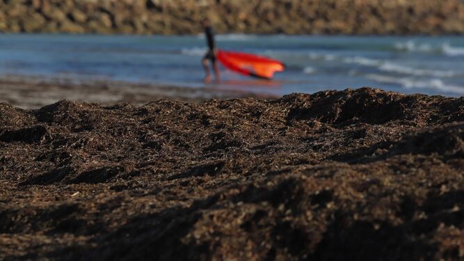 Un deportista sale del mar en la playa de Los Lances, en Tarifa, tras un arribazón de algas.