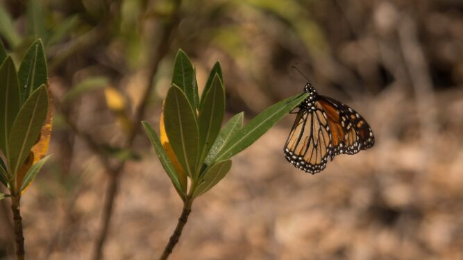 Una mariposa monarca en el sendero que lleva su nombre, en Castellar.