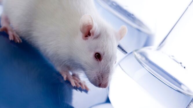 Piden una estrategia de cuidado animal y alternativas en la experimentación en laboratorios