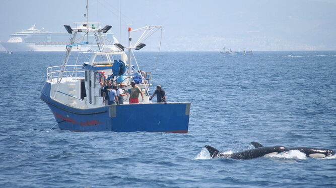 Un grupo de orcas en el Estrecho de Gibraltar.