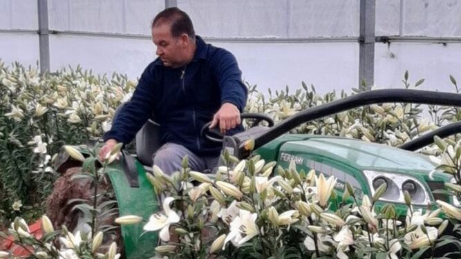 Un trabajador del sector de la flor cortada de Chipiona.
