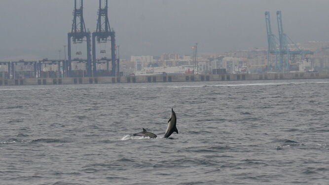 Dos delfines, frente al Puerto de Algeciras.