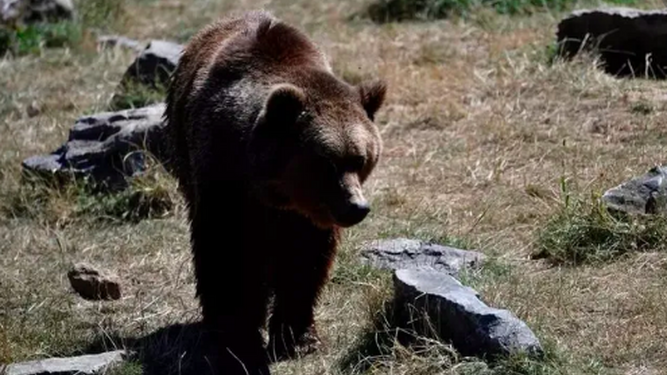 Acusan a un príncipe de Liechtenstein de la caza ilegal de un oso en Rumanía