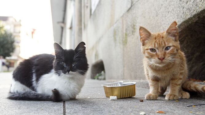 Gatos callejeros.