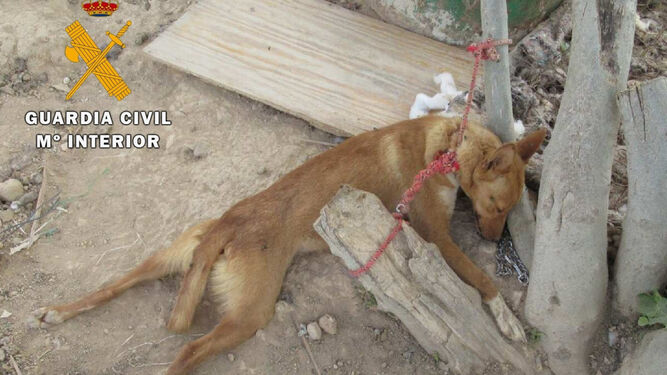 Condenada por dejar morir de "lenta agonía de hambre y sed" a 13 perros