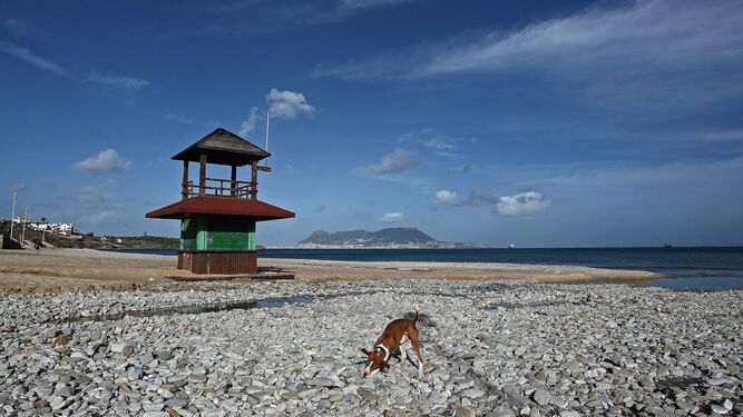 Un perro juega en la playa de Getares, en Algeciras.