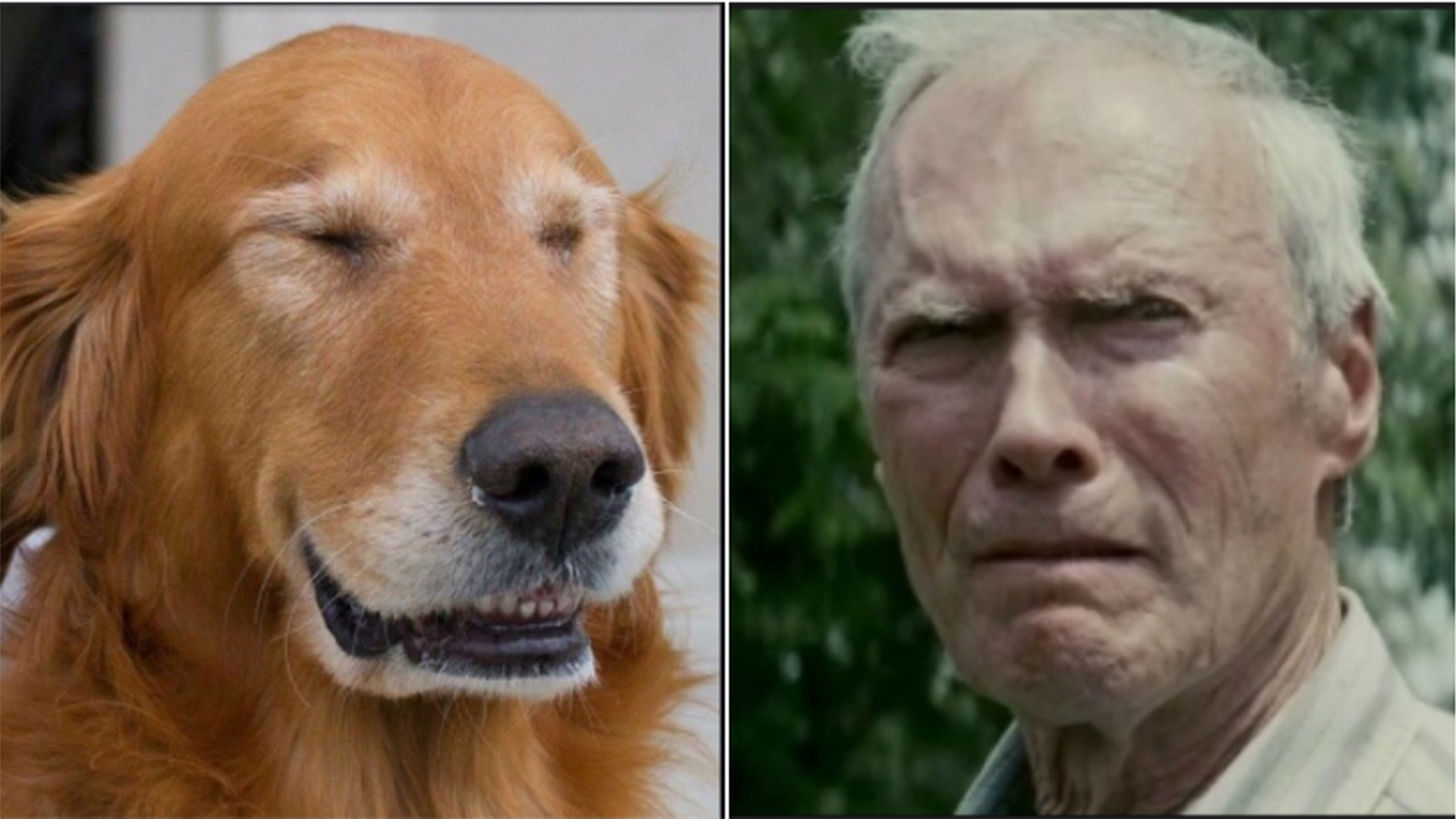 Clint Eastwood tiene un doble canino con sus ojos.