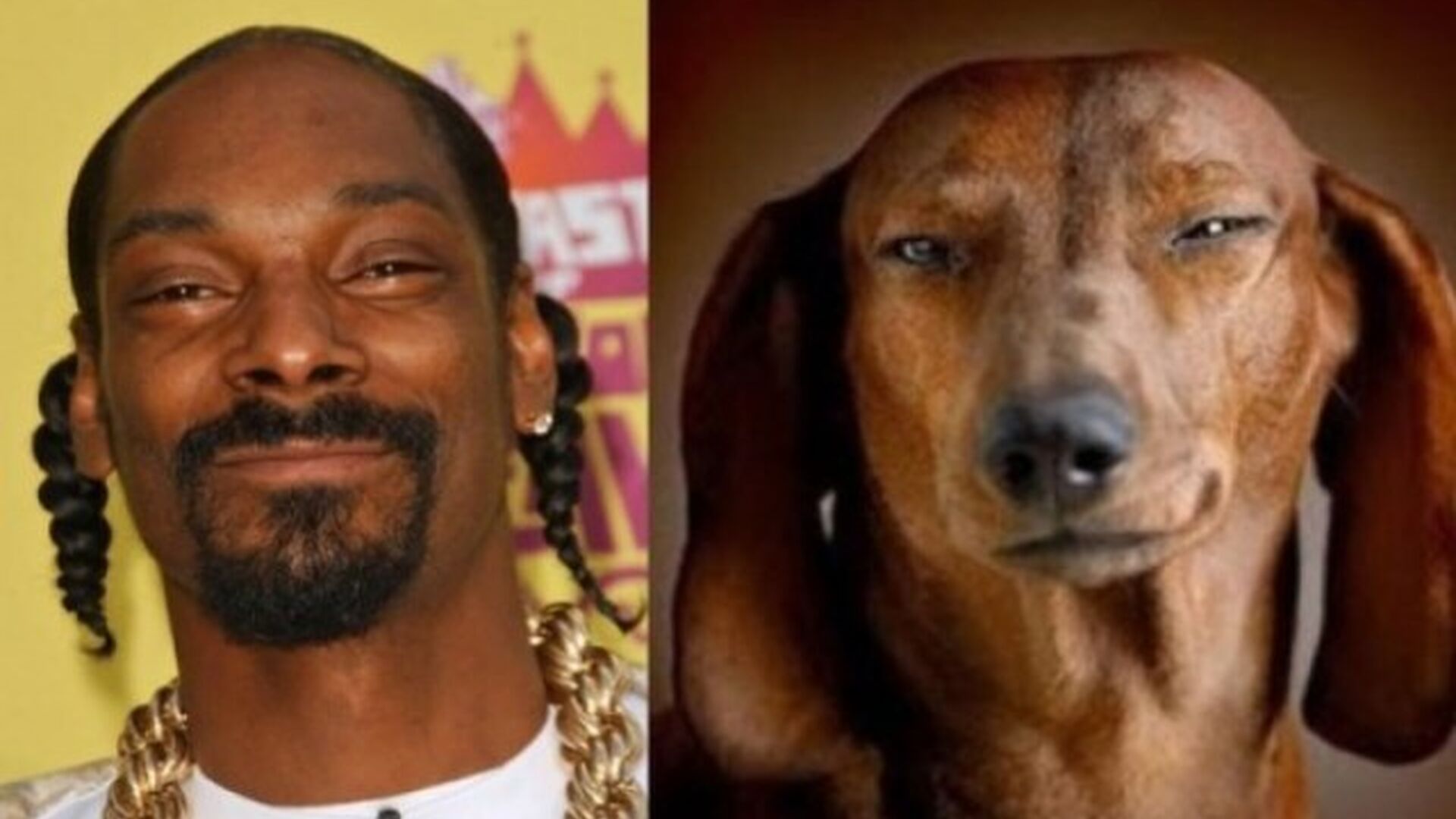 El clon canino de Snoop Dogg es tan parecido que parece que se r&iacute;e como el cantante de hip hop.