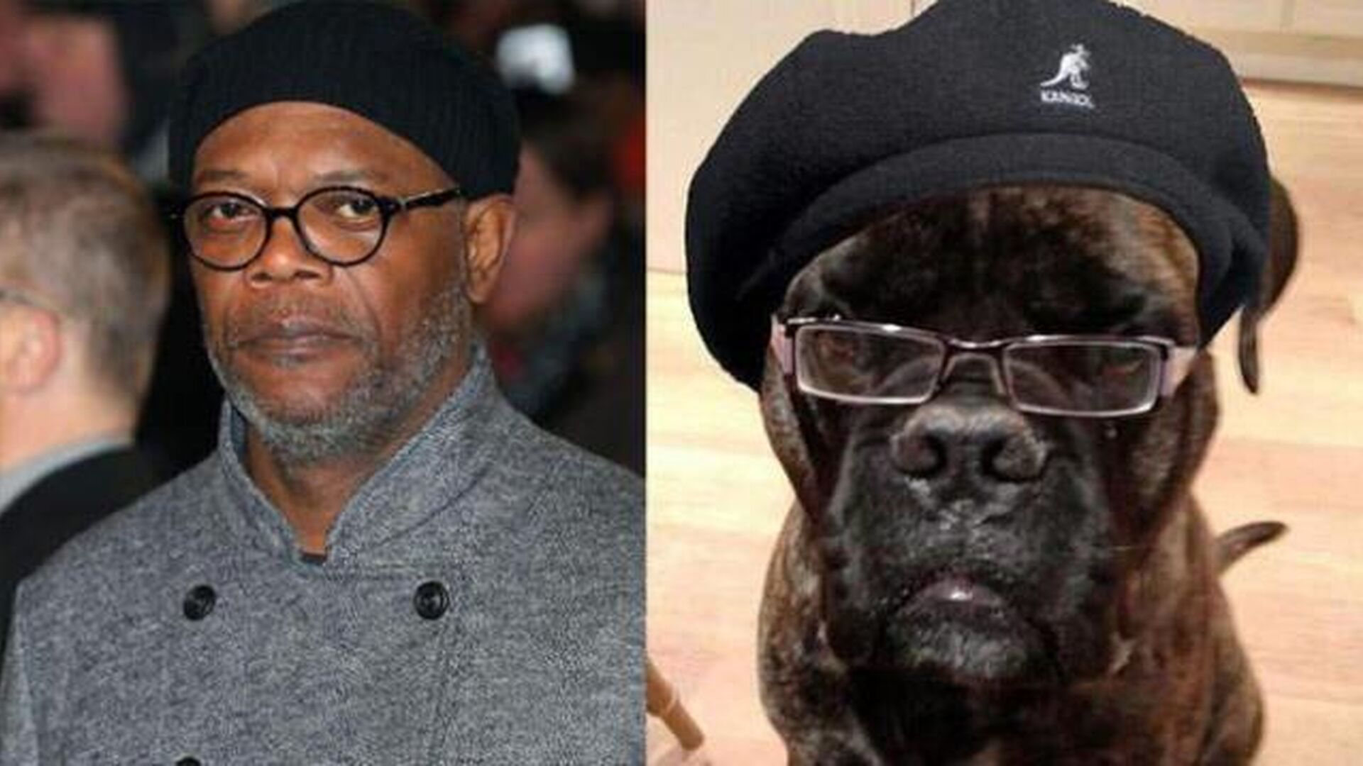 Con gafas y gorra, este peludo parece el doble de Samuel L.Jackson en el mundo canino.