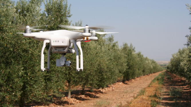 Drones en el cultivo del olivo.