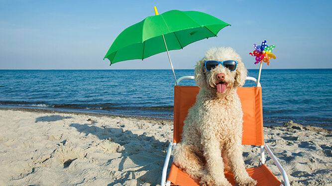 Lista de consejos para ir con tu perro a la playa