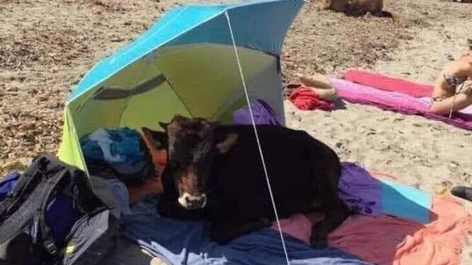 El becerrito, bajo la sombrilla en la playa de Bolonia.